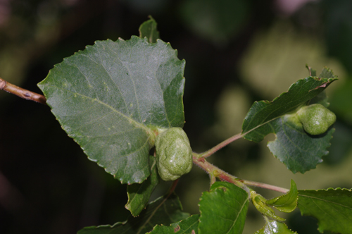 Omottero in una galla - Aphididae Eriosomatinae